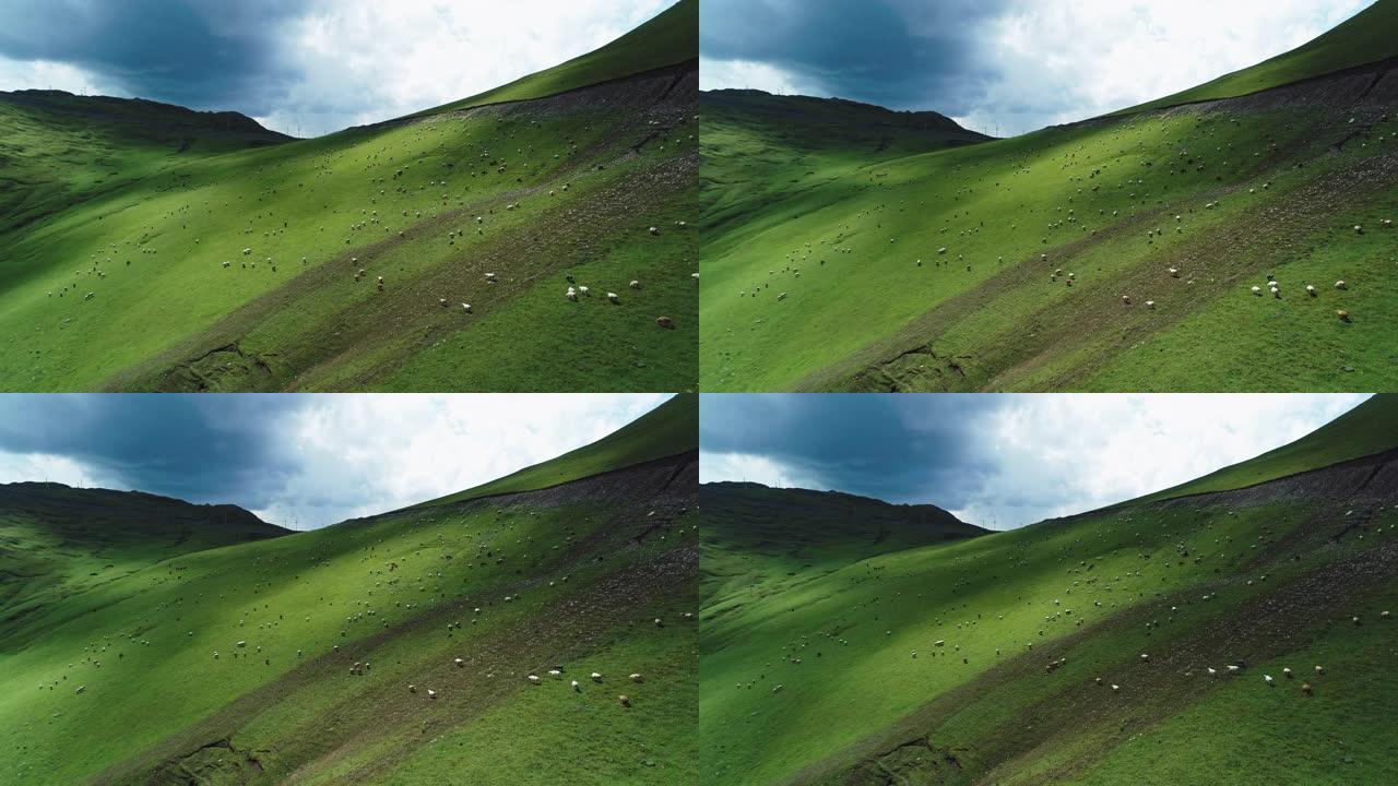 新疆绵羊在高原草原上放牧的空中景观
