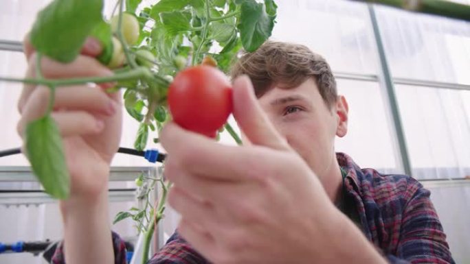 年轻的园丁在温室里看着西红柿