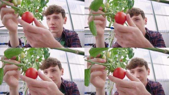 年轻的园丁在温室里看着西红柿