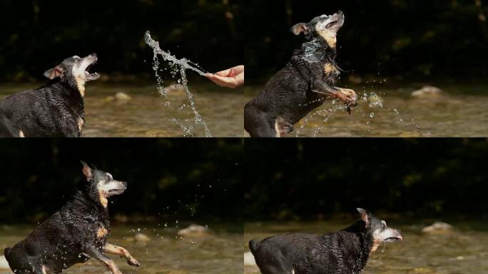 慢动作: 无法识别的主人sc起水，然后将其溅到可爱的小狗上。