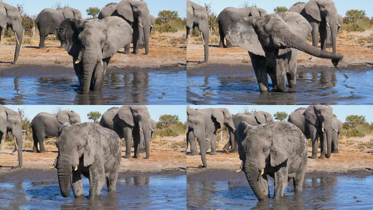 博茨瓦纳水坑中大象的4k视图