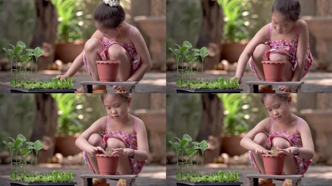 亚洲小女孩在菜园种新树