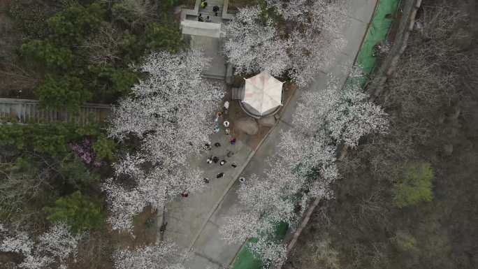 春季公园樱花航拍