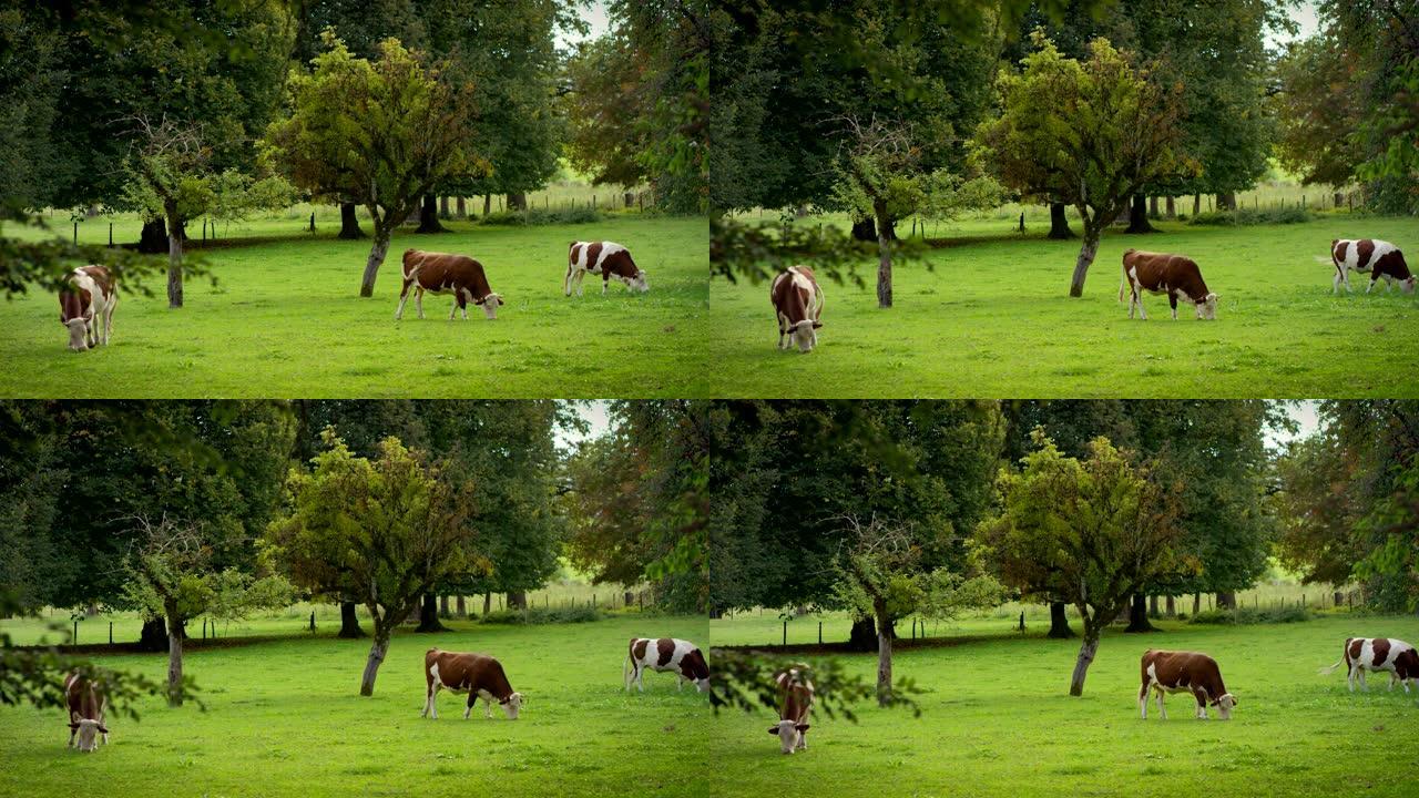 年轻的奶牛棕色和白色站立，直接盯着相机在一个美丽的花园里，美丽的植物和草在自然环境中