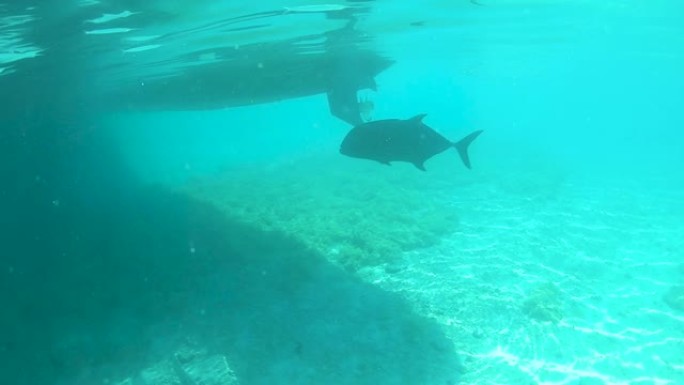 慢动作: 黑色热带鱼游过宁静的玻璃状海水。