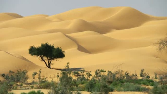 阿曼，阿拉伯半岛。在沙漠开始的地方捕获的沙丘。平移镜头，UHD
