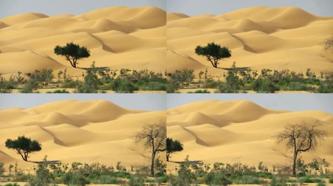 阿曼，阿拉伯半岛。在沙漠开始的地方捕获的沙丘。平移镜头，UHD
