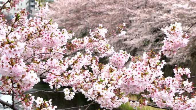 日本东京美丽的樱花或樱花春天的目黑河