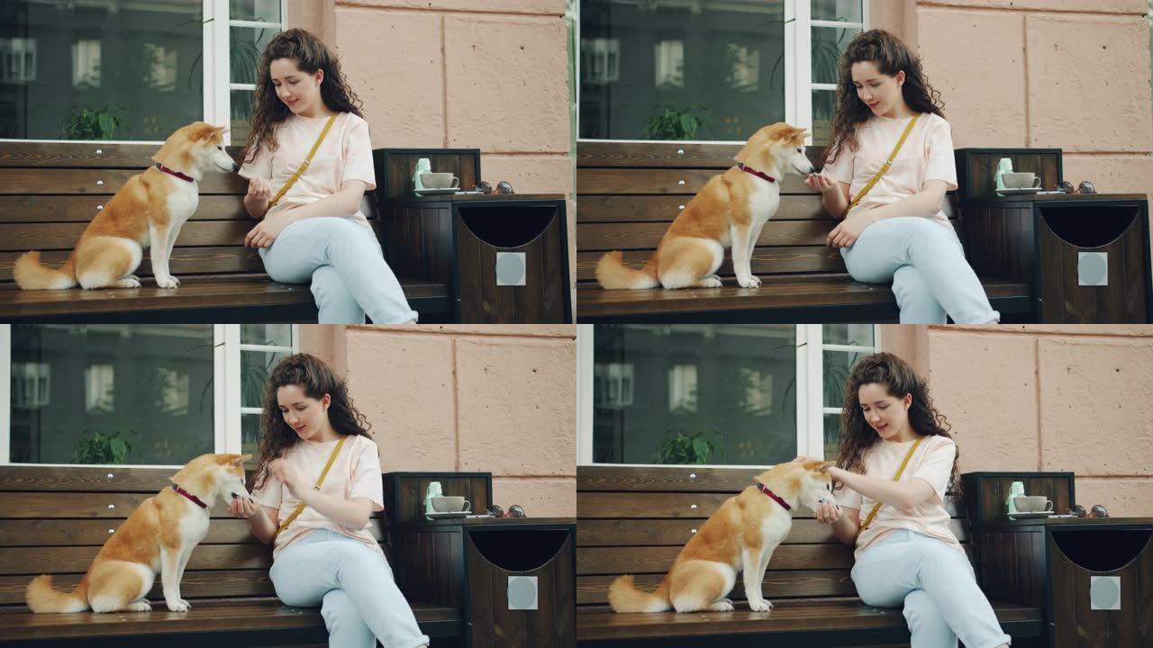 可爱的女孩喂养可爱的柴犬小狗坐在户外咖啡馆的长凳上