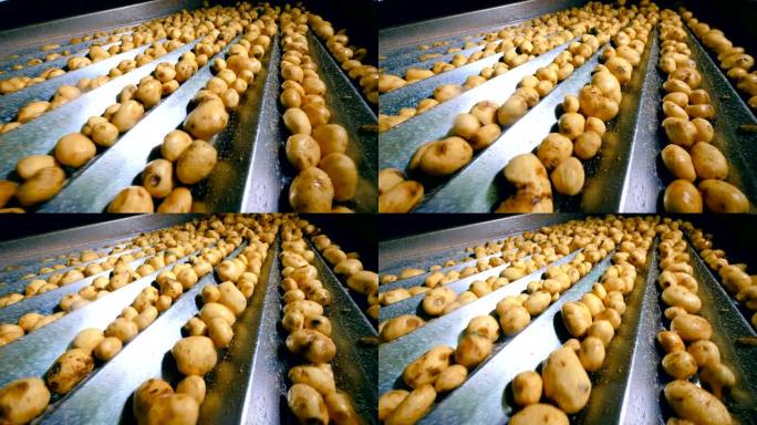 分拣输送机在工厂与未剥皮的土豆一起工作。