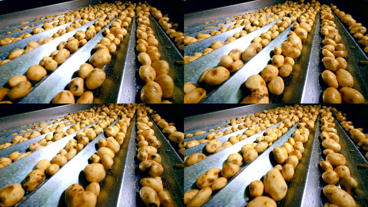 分拣输送机在工厂与未剥皮的土豆一起工作。