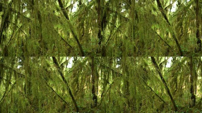 特写: 茂密的温带雨林中苔藓覆盖树枝的风景照片。