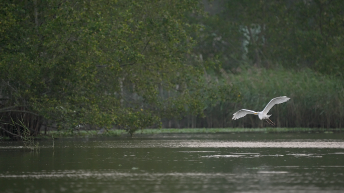 湿地白鹭飞翔-高速摄影