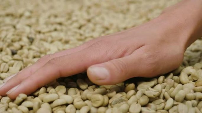 一只手触摸一把咖啡豆的特写镜头，使其闻起来并保持稠度。卢瓦克的咖啡是一种非常昂贵和昂贵的咖啡，是从这