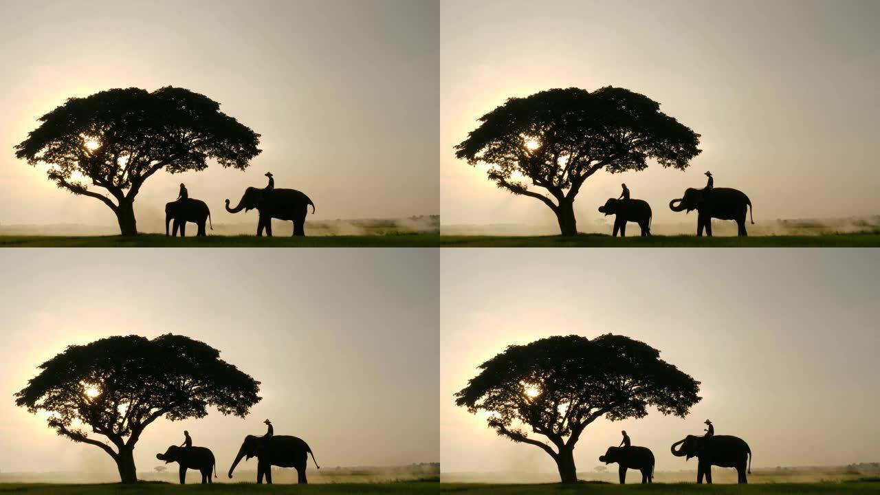 早晨大象和大猩猩的剪影在自然风光之中，背景是日出。