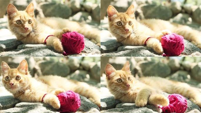 猫玩毛线球。橘猫宠物猫猫科动物