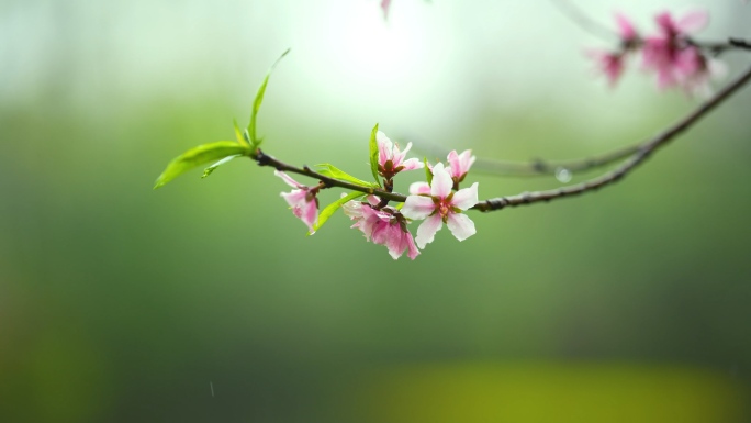 春天下雨唯美清新空镜雨景4k花草植物素材