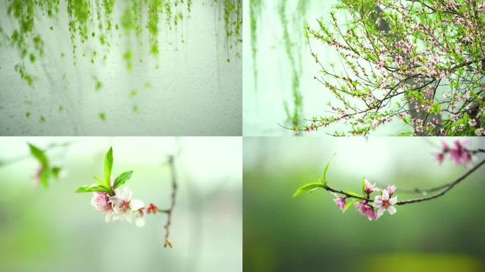 春天下雨唯美清新空镜雨景4k花草植物素材