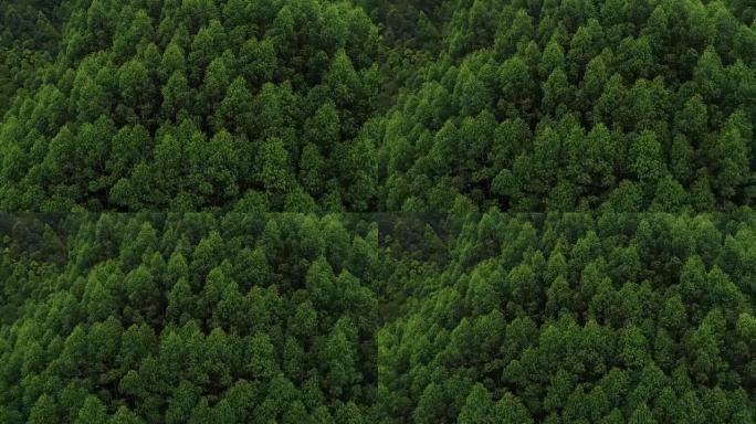 山林树木的鸟瞰图，4k