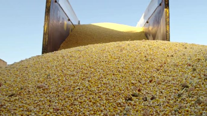 玉米收获。大容器中的谷物