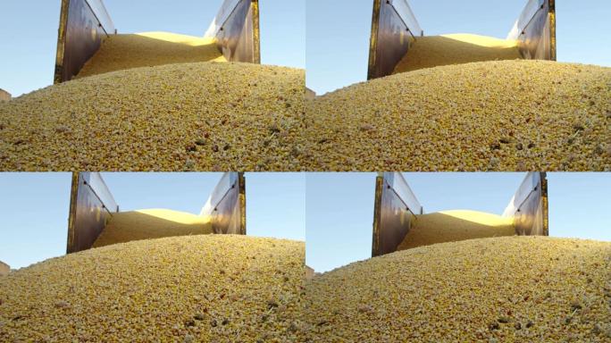 玉米收获。大容器中的谷物