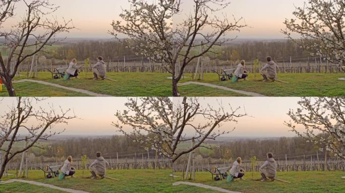 WS夫妇在日落时在田园诗般的乡村春季山坡上种植果树