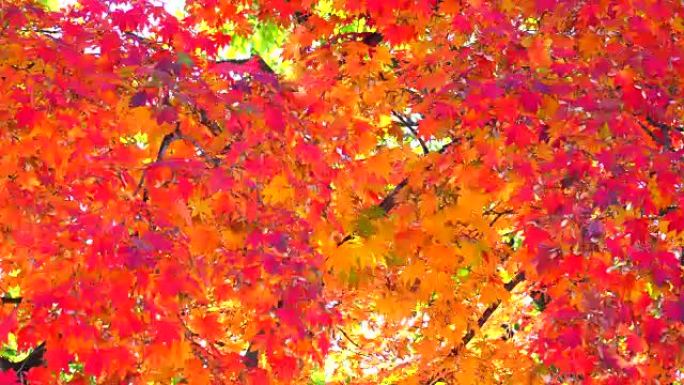 美丽的秋天背景秋天枫叶枫叶素材红枫叶