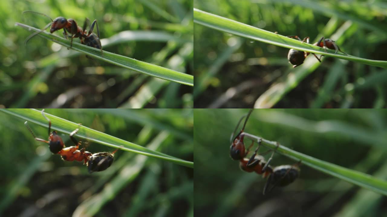 蚂蚁在草叶上移动