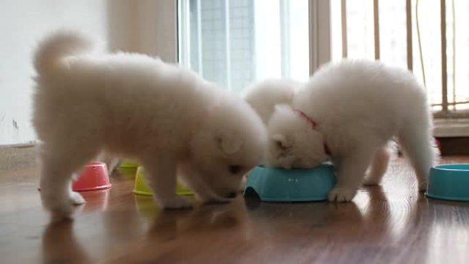 五只萨摩亚小狗在室内吃饭