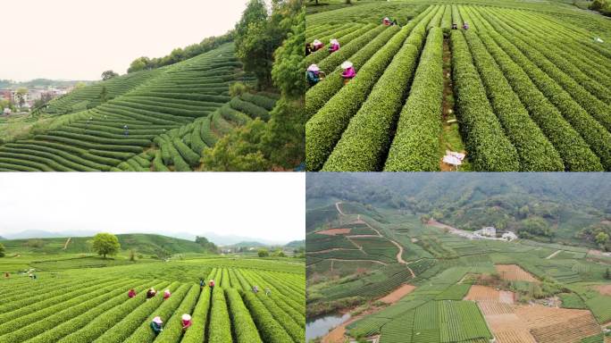 江南春天茶园采茶高低空航拍杭州龙井茶园