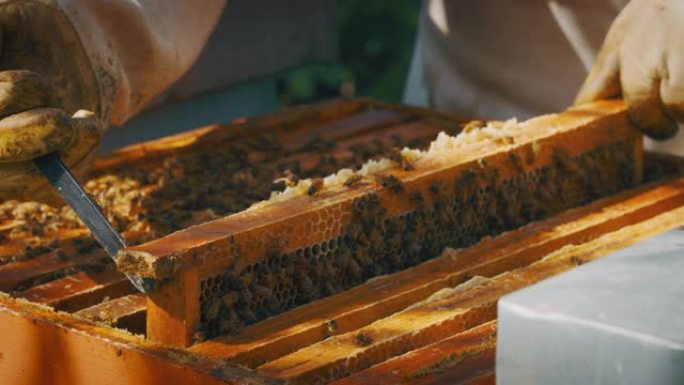 慢动作关闭蜂群，配备全套设备，检查蜂巢是否生产生态和生物蜂蜜。