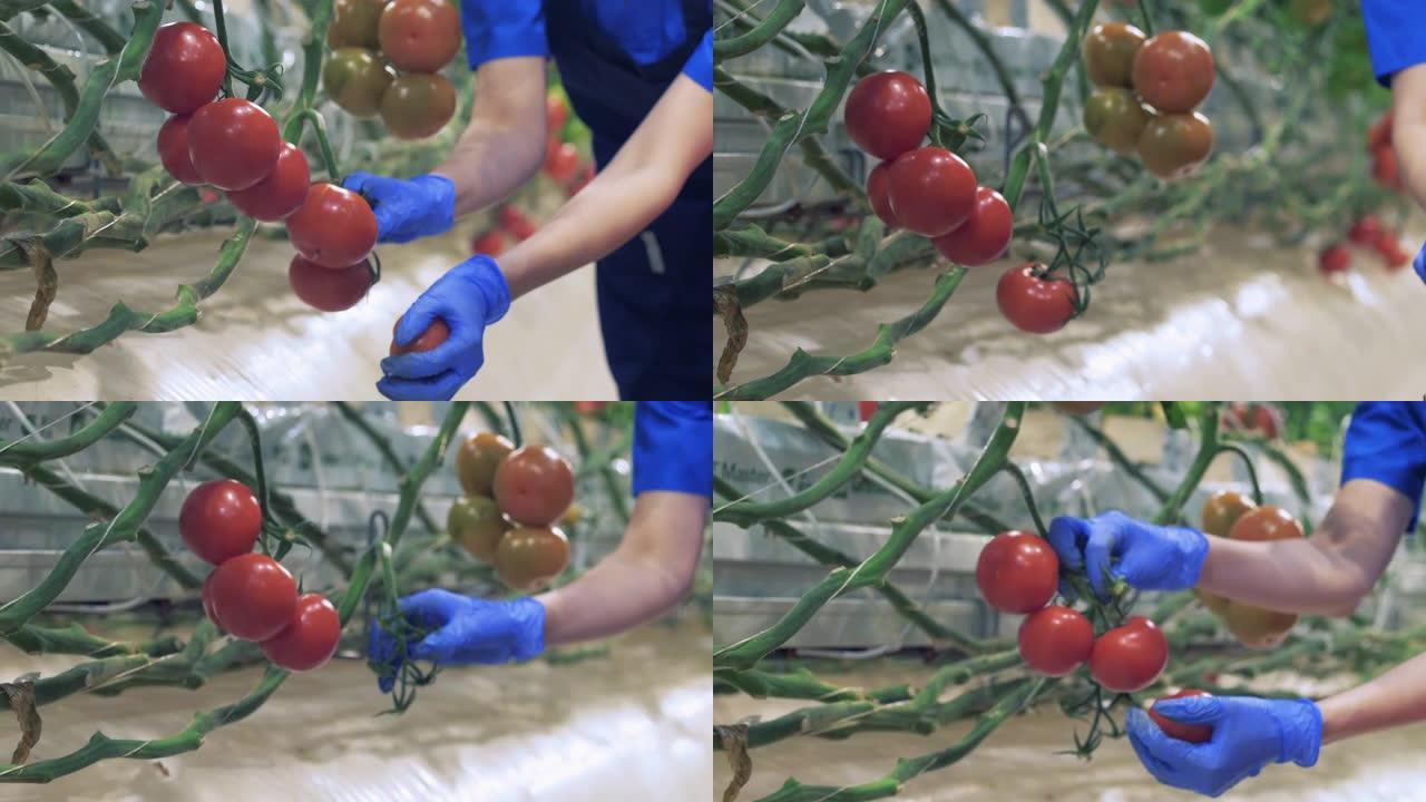 西红柿正在温室里收获。农业产业概念。红色成熟的西红柿。