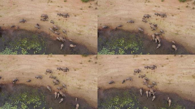 津巴布韦沿河边的一大群大象与幼小牛犊一起喝酒的鸟瞰图