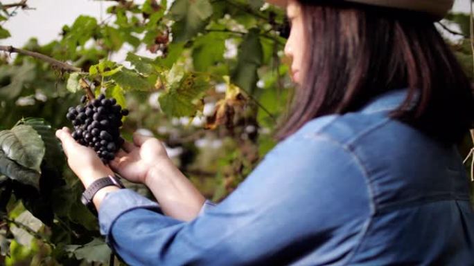 女农夫在葡萄园里检查葡萄