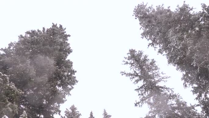 雪落在杉树的树枝上