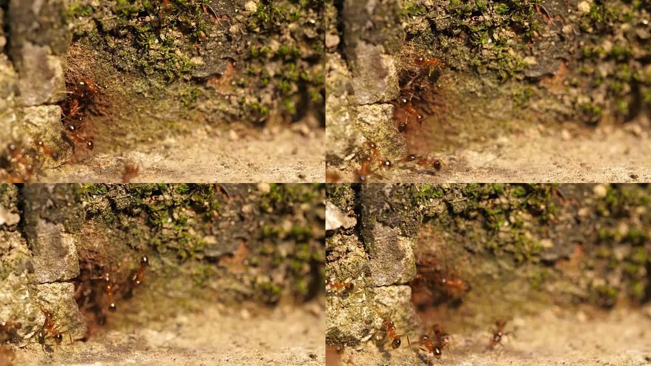蚂蚁在洞穴巢周围移动的特写镜头，4k