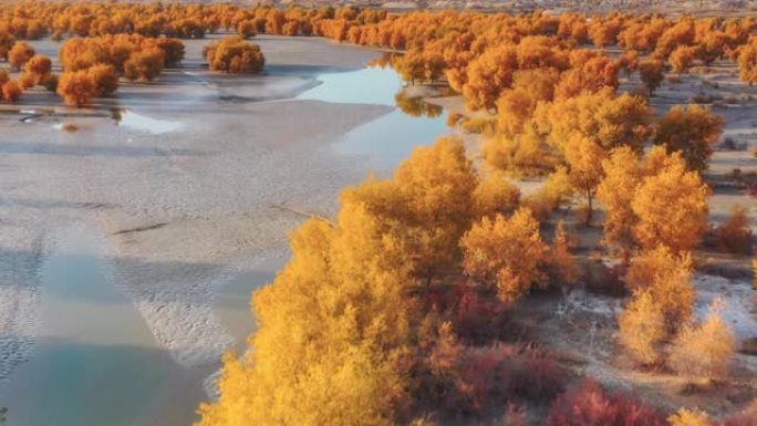 新疆鸟瞰图沙漠绿洲航拍沙漠湿地秋景金黄胡