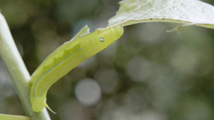 毛毛虫绿虫。毛毛虫绿虫