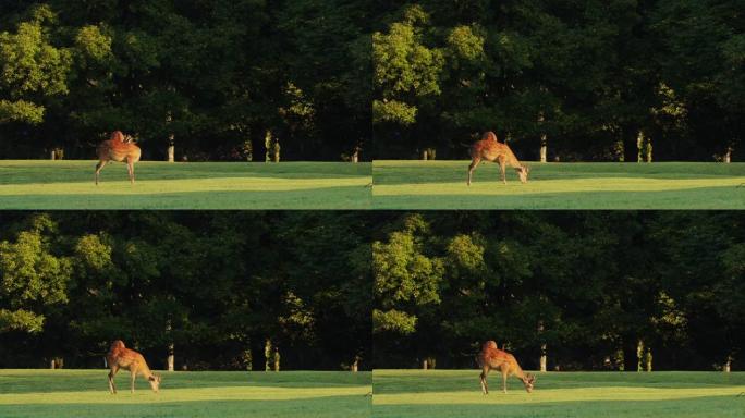 奈良鹿在公园享受阳光，4k