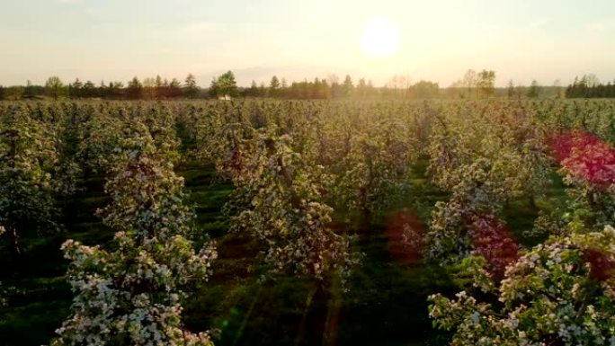 一排排生长的樱桃树的鸟瞰图。果园里的日落