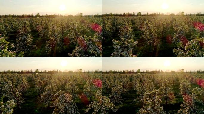 一排排生长的樱桃树的鸟瞰图。果园里的日落