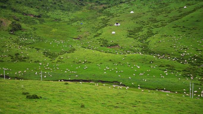 草原山坡羊群