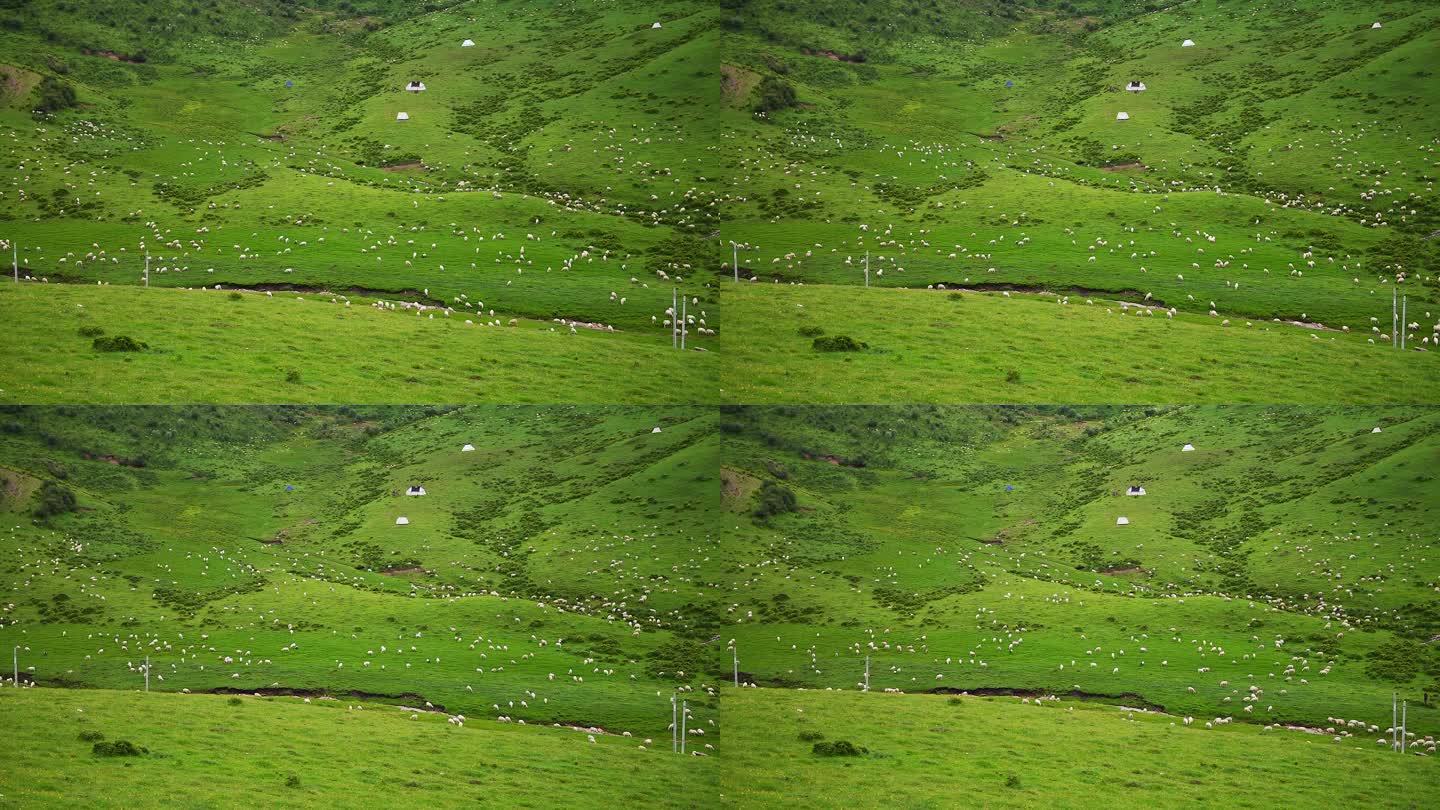 草原山坡羊群