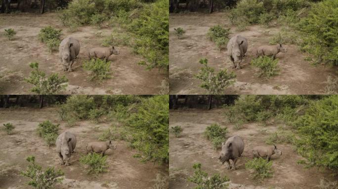 4k近景鸟瞰图，一只年轻的白犀牛小牛和雌性站在灌木丛中的空地上