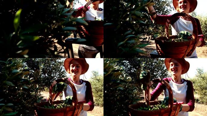 女人从农场的树上收获橄榄
