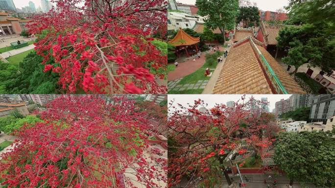 广州农讲所红色木棉花百年古树穿越4K视频