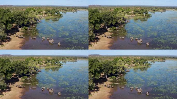 津巴布韦河中一头繁殖的大象群的鸟瞰图