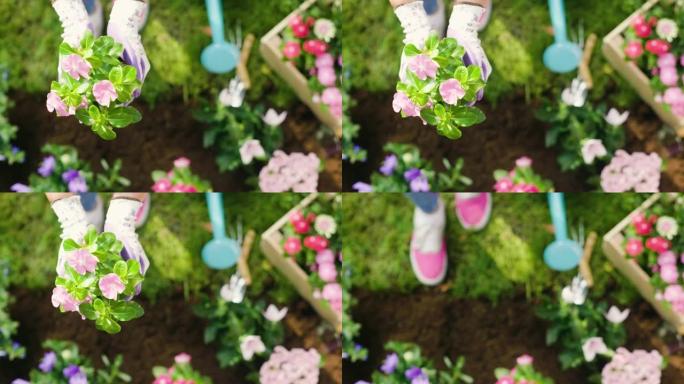 一个美丽的女人在她的花园里种下五颜六色的花朵，为您的花园增添色彩。