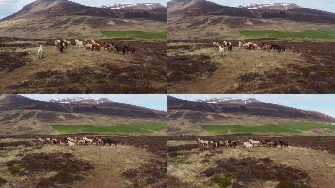 野马在草地上奔跑放牧马群高原草甸