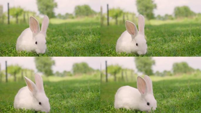 一只兔子在草地上吃着绿草，环顾四周的大自然。